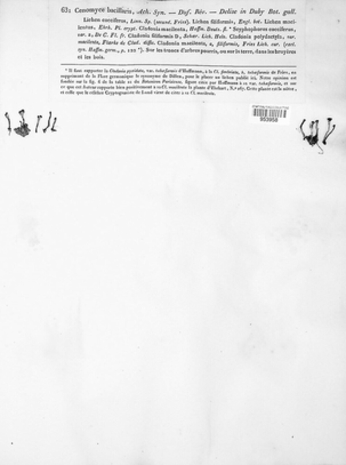 Cenomyce bacillaris image